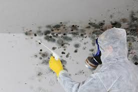 Best Mold Remediation for Rental Properties  in North Haledon, NJ